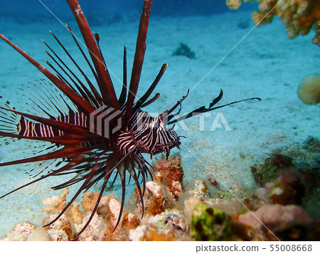 小蓑魚紅色蓑魚蓑魚1 55008668