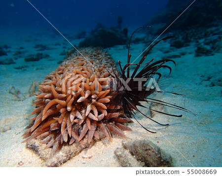 Baikanamako和Hana-minokasago紅獅子魚蓑魚 55008669