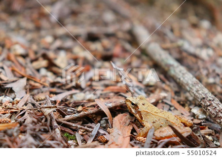 Japanese red frog in Kobe City Forest Garden Japanese red frog in Kobe City Forest Garden 55010524