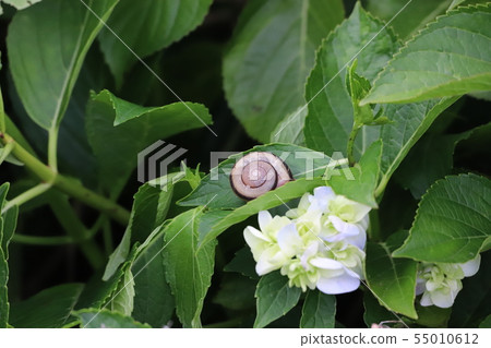 Hydrangea + snail 55010612