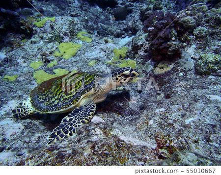 Hawksbill sea turtle Hawksbill turtle 55010667