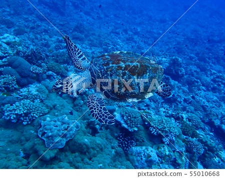 Hawksbill海龜Hawksbill烏龜 Hawksbill海龜Hawksbill烏龜 55010668