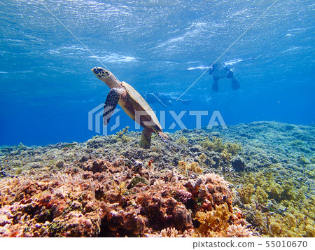 Hawksbill and snorkeler images going to breathe 55010670