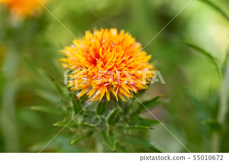 Safflower 55010672