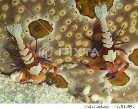 Pair of sea urchin clown shrimp Periclimenes imperator 2 animals 55010948