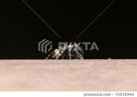 The creature Spider Himekarasutei, seen from the side... The striped legs are fashionable The creature Spider Himekarasutei, seen from the side... The striped legs are fashionable 55010949