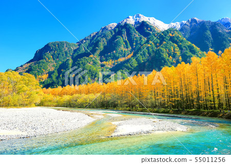 A row of trees in the autumn Kamikochi, Kamogawa and Karamatsu 55011256