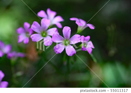 Oxalis Great Bobby 55011317