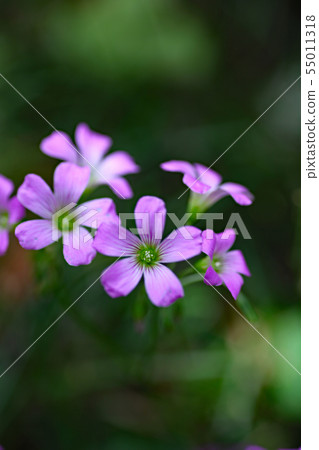 Oxalis Great Bobby 55011318