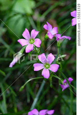 Oxalis Great Bobby Oxalis Great Bobby 55011319