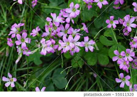 Oxalis Great Bobby Oxalis Great Bobby 55011320