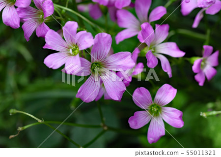 Oxalis Great Bobby Oxalis Great Bobby 55011321