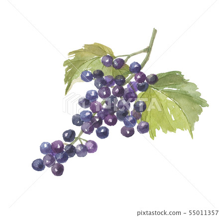 Mountain grapes 55011357