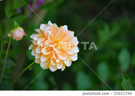 大麗花花 55011744