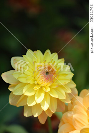 大麗花花 55011748