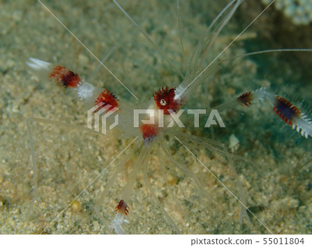 Otohime Shrimp One Tsubame princess 55011804