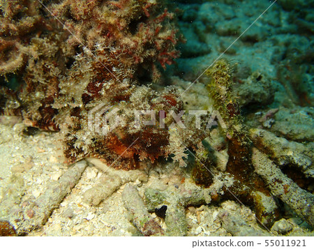 同化景觀Onica西米危險的毒性毒物模仿 同化景觀Onica西米危險的毒性毒物模仿 55011921