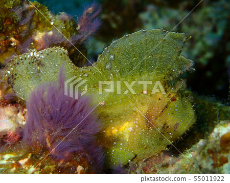 Hadaka Haokoze黃色危險毒藥危險有毒清潔美麗 55011922