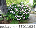 Hydrangea of Shinshu tumulus 55011924
