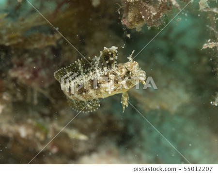 一個Hatatate Gimpo Flag Settle 55012207