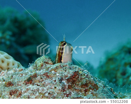 Hitoshijiginpo從洞裡掏出臉 55012208