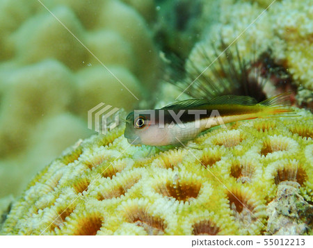 Yellowtail Frog Stripe Type Striped Form Yellowtail Frog Stripe Type Striped Form 55012213