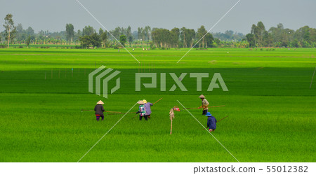 Rice field in Mekong Delta, Southern Vietnam 55012382