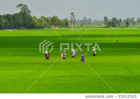 Rice field in Mekong Delta, Southern Vietnam 55012383
