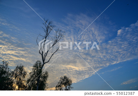 Lonely tree under blue sky at summer day 55012387