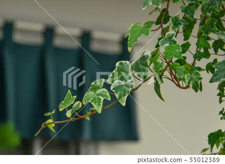 Small plants at botanic garden Small plants at botanic garden 55012389