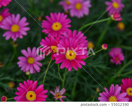 Beautiful daisy with rich green leaves grows Beautiful daisy with rich green leaves grows 55012390