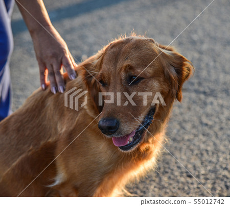 A cute Golden Retriever playing on square 55012742