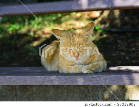 A pretty cat relaxing on road 55012902