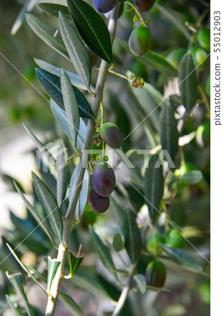 Olive tree with fruits Olive tree with fruits 55012903