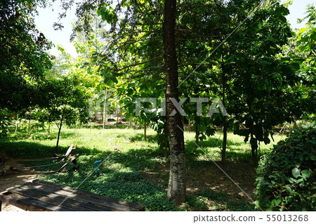 asian, asiatic, bone 55013268