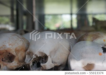 bone, bones, skull 55013374