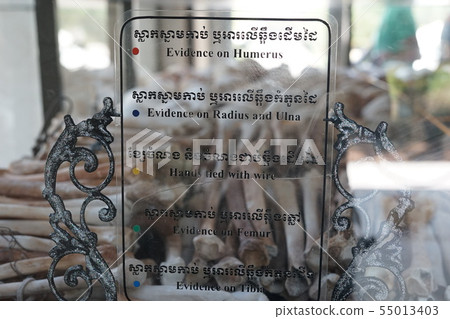 bone, bones, skull 55013403