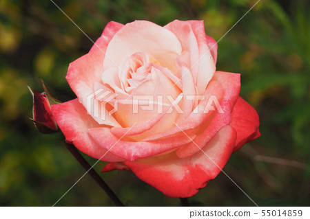 Roses image 55014859