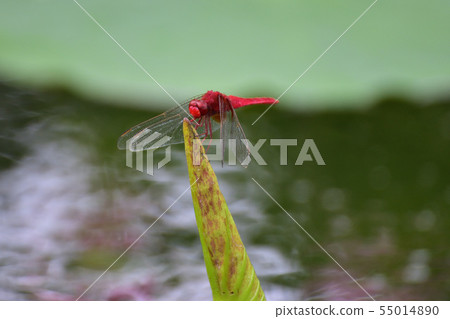 Red dragonfly Red dragonfly 55014890
