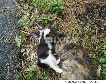 Wild cat, parent and child Wild cat, parent and child 55015115