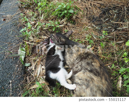 野貓，父母和孩子 55015117