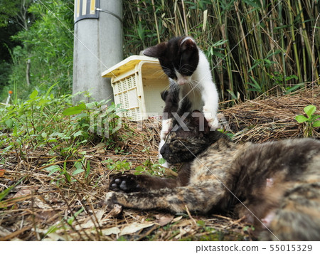 Wild cat, parent and child Wild cat, parent and child 55015329