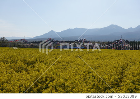 強姦花和鯉魚飄帶 55015399