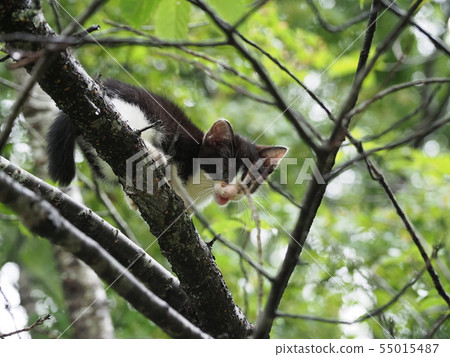 Wild cat kitten / climbing a tree Wild cat kitten / climbing a tree 55015487