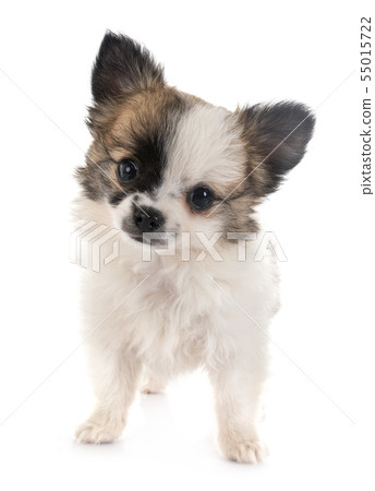 chihuahua in studio chihuahua in studio 55015722