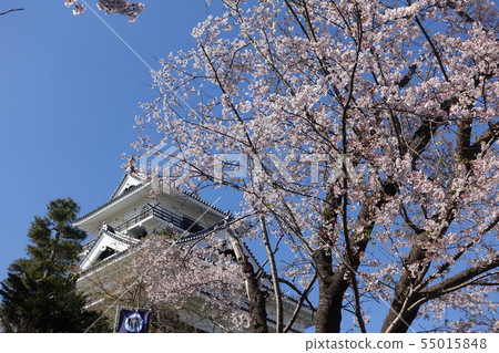Cherry blossoms and upper mountain castle Cherry blossoms and upper mountain castle 55015848
