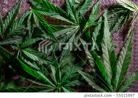 Cannabis Texture Marijuana Leaf Background Cannabis Texture Marijuana Leaf Background 55015997