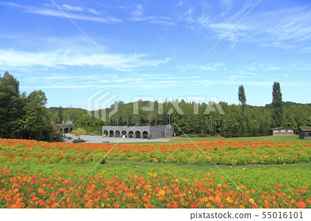 札幌市，北海道國立瀧野鈴蘭山坡公園 55016101