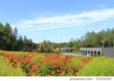 札幌市，北海道國立瀧野鈴蘭山坡公園 55016103