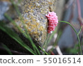Janbotani eggs 55016514